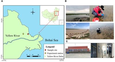 Mechanism and threshold of environmental stressors on seagrass in high-turbidity estuary: case of Zostera japonica in Yellow River Estuary, China